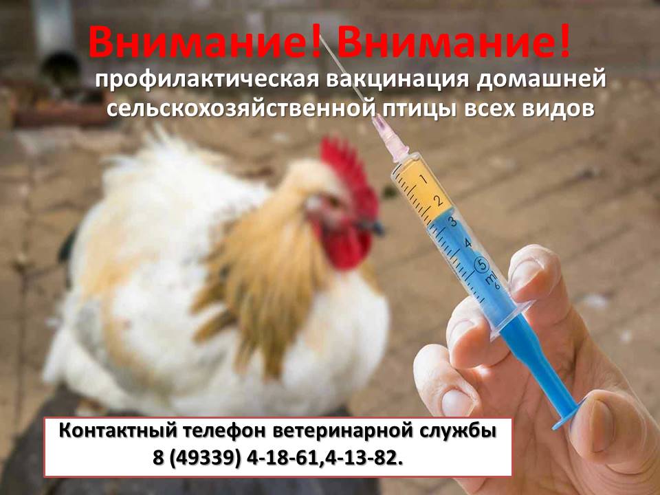 Вакцине в домашних условиях. Вакцинирование домашней птицы. Вакцинация домашней птицы от птичьего гриппа. Вакцина против высокопатогенного гриппа птиц.